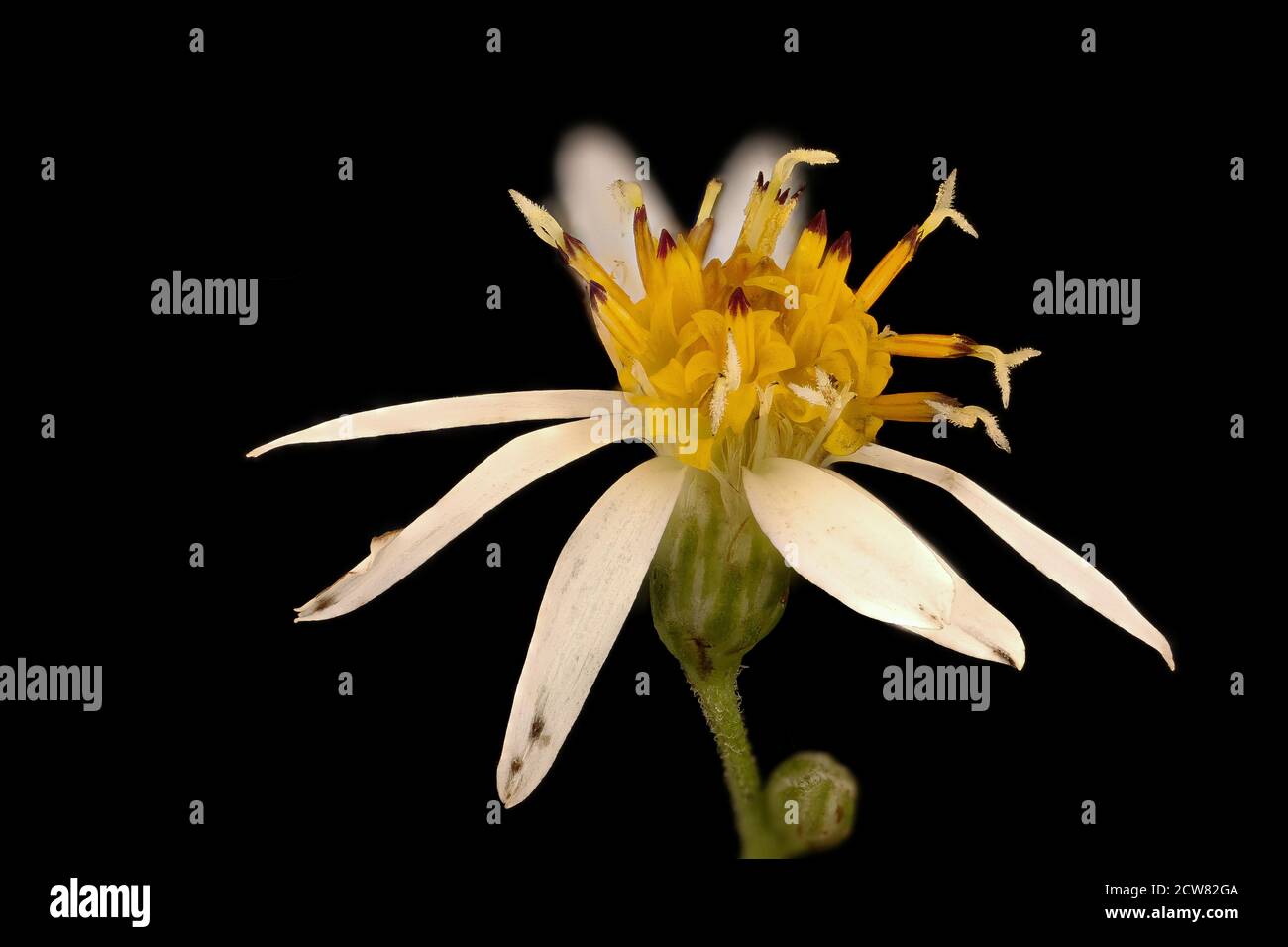 Eurybia divaricata 3, White wood aster, Howard County, MD, Helen Lowe Metzman 2019-03-22-16.23.19 ZS Pmax UDR Foto Stock