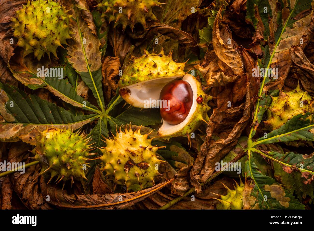 Castagne di cavallo (conkers) cadute su terreno boscoso con Ladybird su aprire la buccia Foto Stock