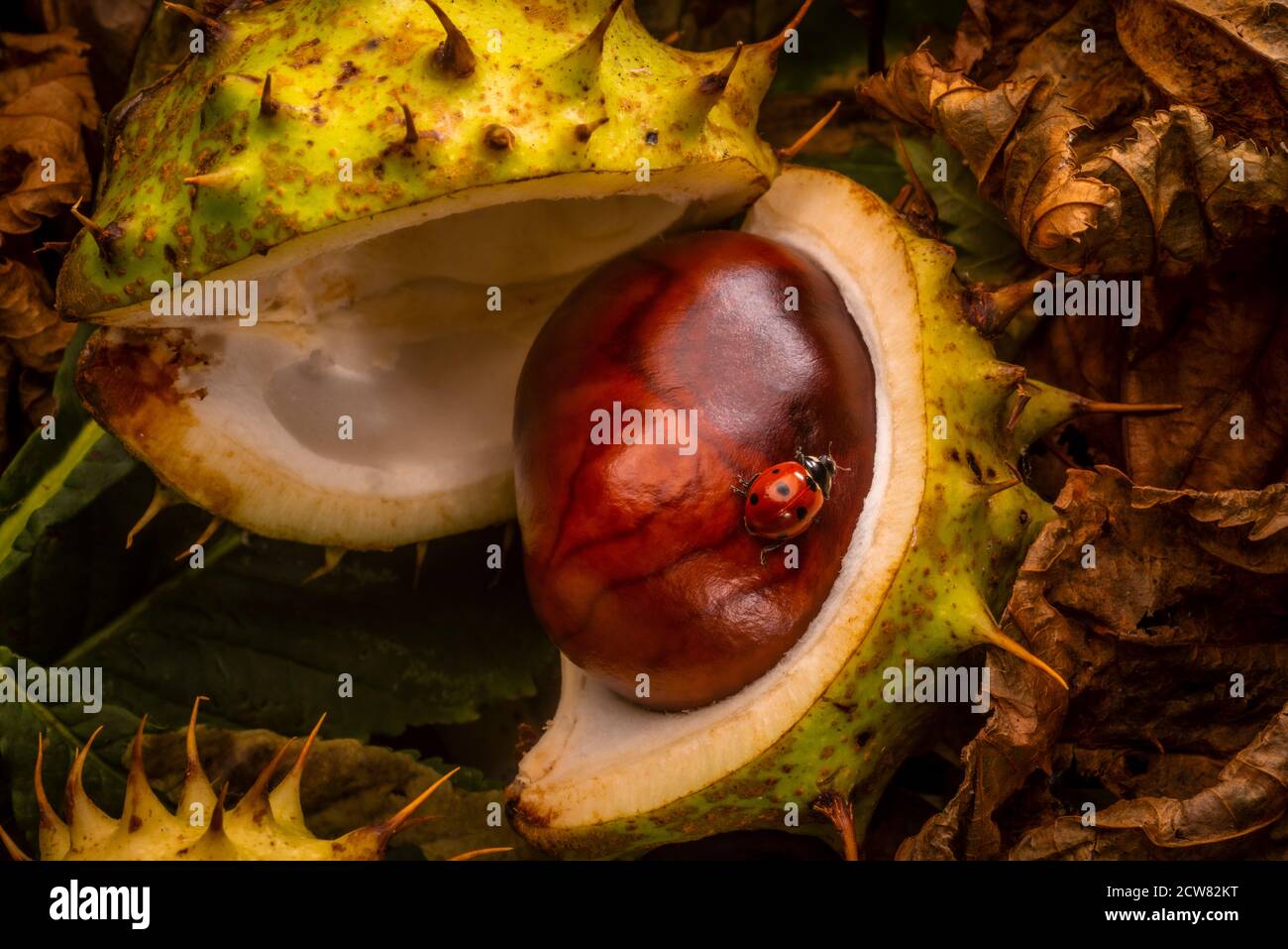 Castagne di cavallo (conkers) cadute su terreno boscoso con Ladybird su aprire la buccia Foto Stock
