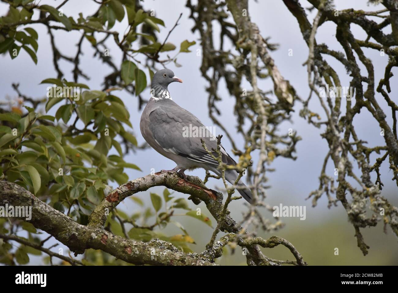 Woodpigeon comune (Columba palumbus) Appollaiato in un albero di mele all'inizio dell'autunno a metà Galles Foto Stock