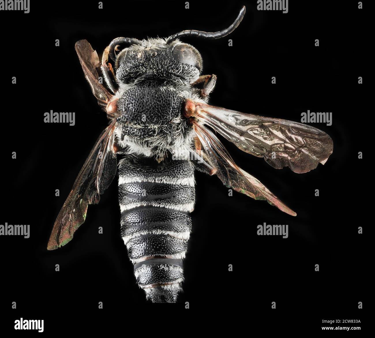 Coelioxys sayi, M, Back, MD, Baltimora 2013-06-23-18.24 Foto Stock