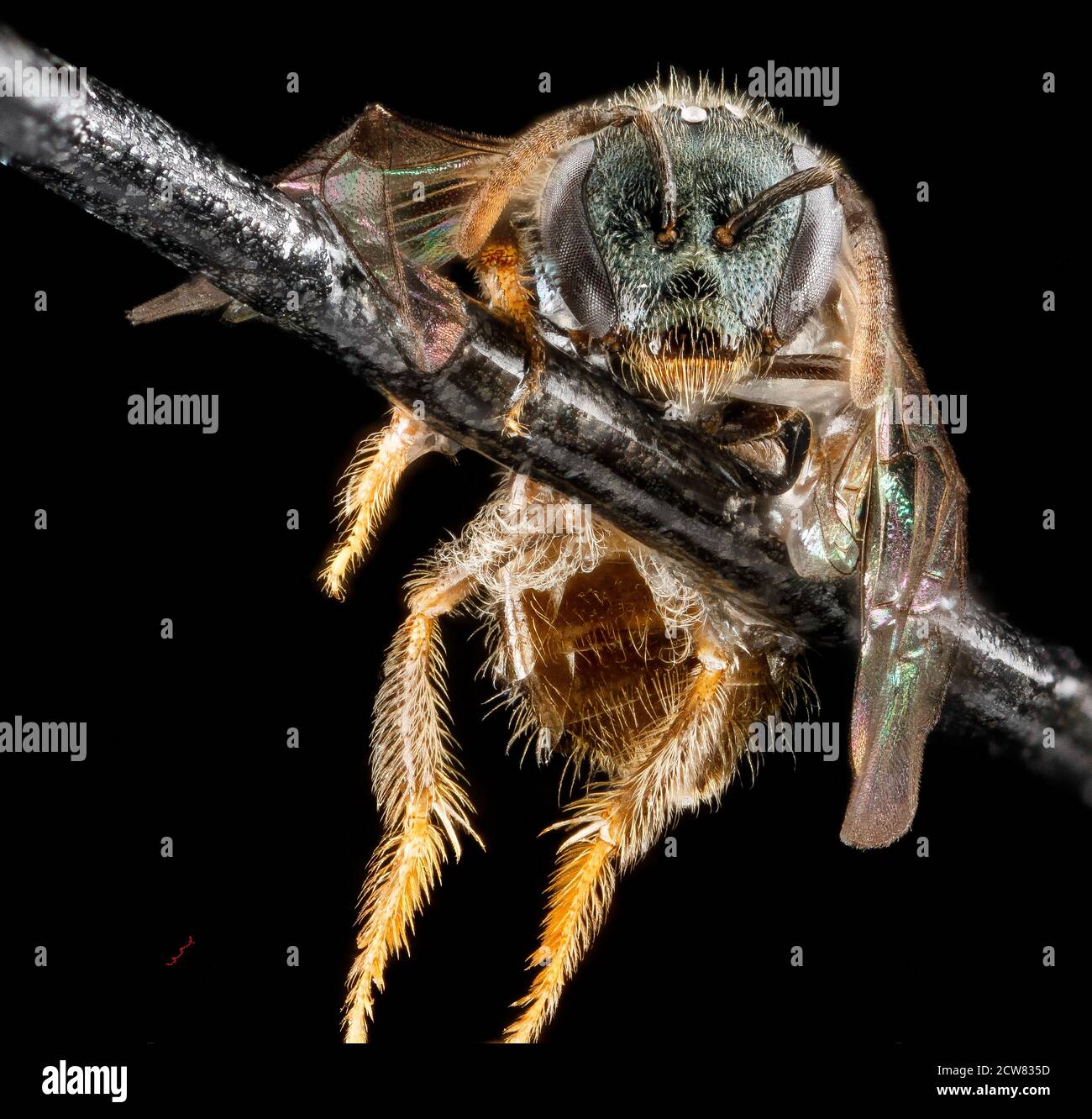 Questa immagine ravvicinata mostra Lasioglossum flaveriae, una specie di api, fotografata nella contea di Miami-Dade, Florida, il 7 marzo 2013. L'ape fa parte della popolazione di api autoctone, documentata dallo U.S. Geological Survey e dal Patuxent Wildlife Research Center. Foto Stock