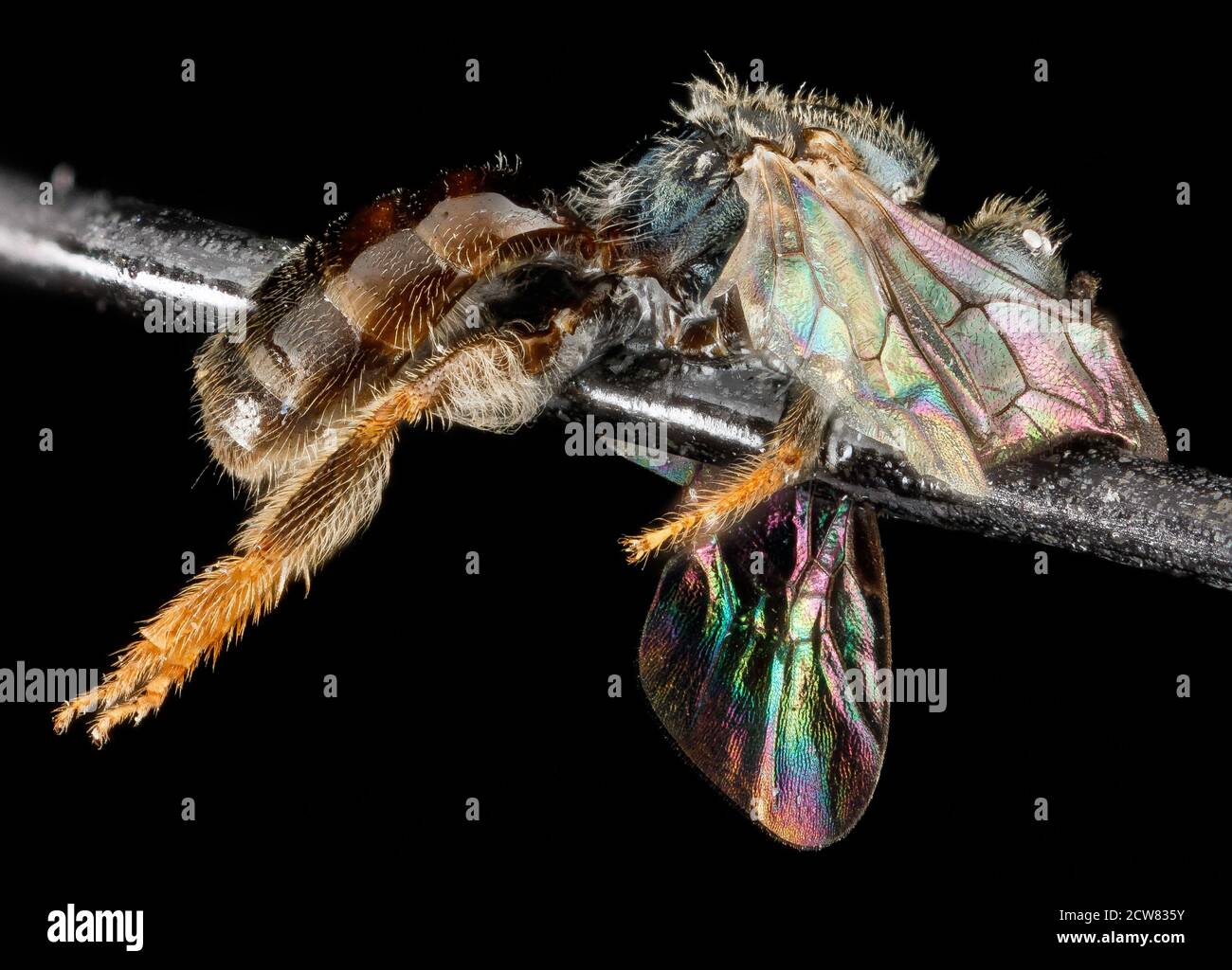 Una fotografia ravvicinata di *Lasioglossum flaveriae*, una specie di api osservata nella contea di Miami-Dade, Florida. L'immagine è stata acquisita utilizzando tecniche di macro fotografia per evidenziarne le caratteristiche dettagliate. Foto Stock