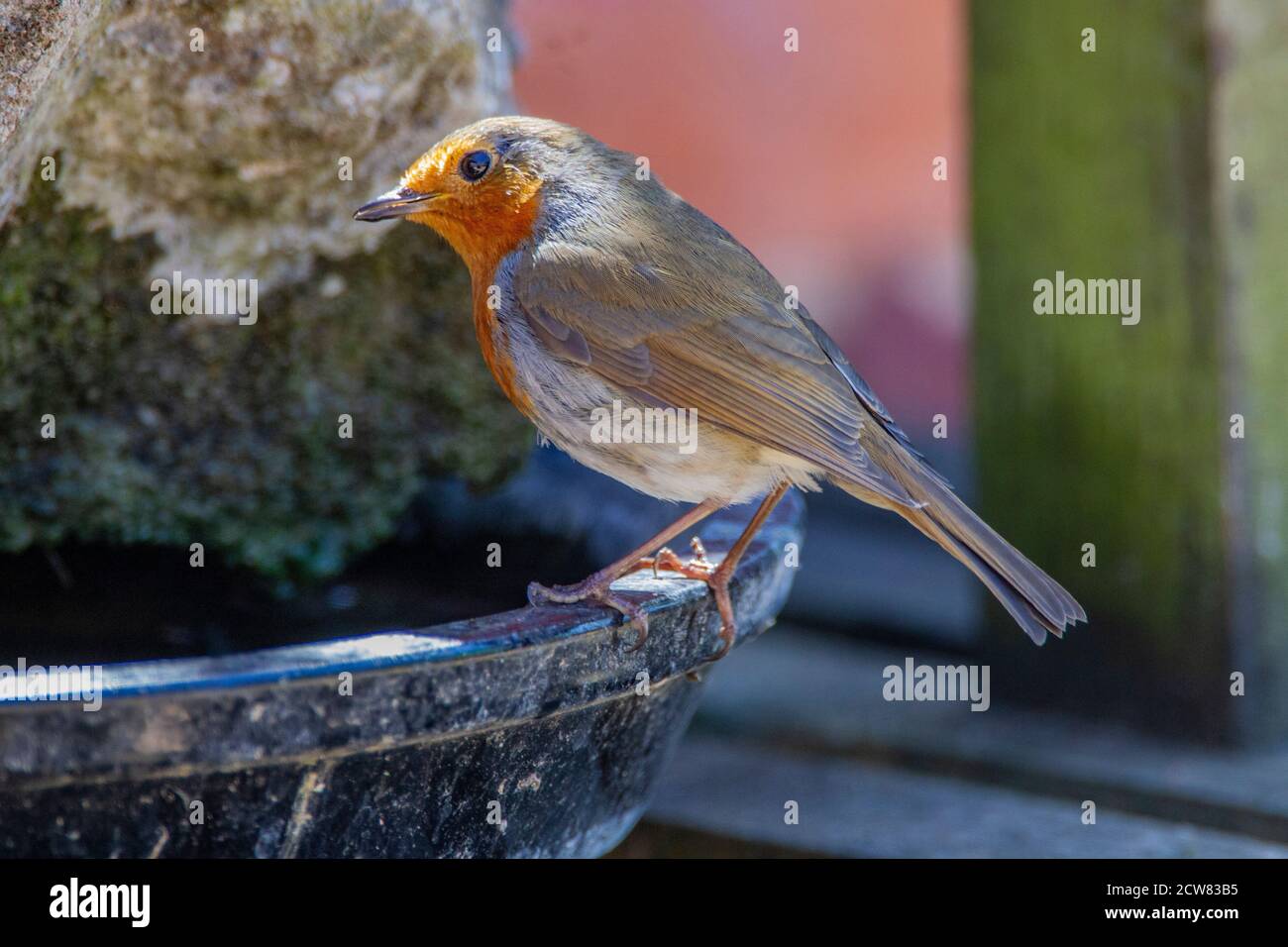 Robin. Erithacus rubbecula (Turdidae) in un giardino sul retro, Northampton, Inghilterra, Regno Unito. Foto Stock