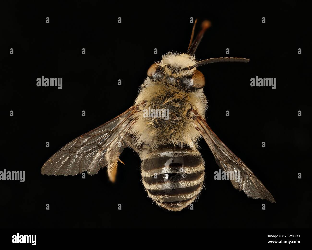 Anthophora urbana, una specie di api, è stata fotografata nella contea di Yolo, in California, il 21 marzo 2019. Questa specie è studiata per il suo ruolo nell'impollinazione e nella biodiversità. Foto Stock