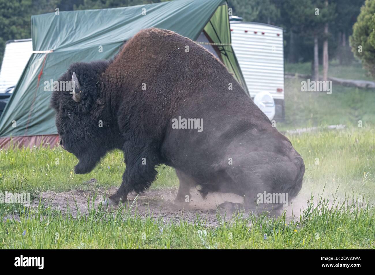 American Bison (Bison bison) che rotola a Sand in serata sul Camping Bridge Bay, Yellowstone National Park Foto Stock