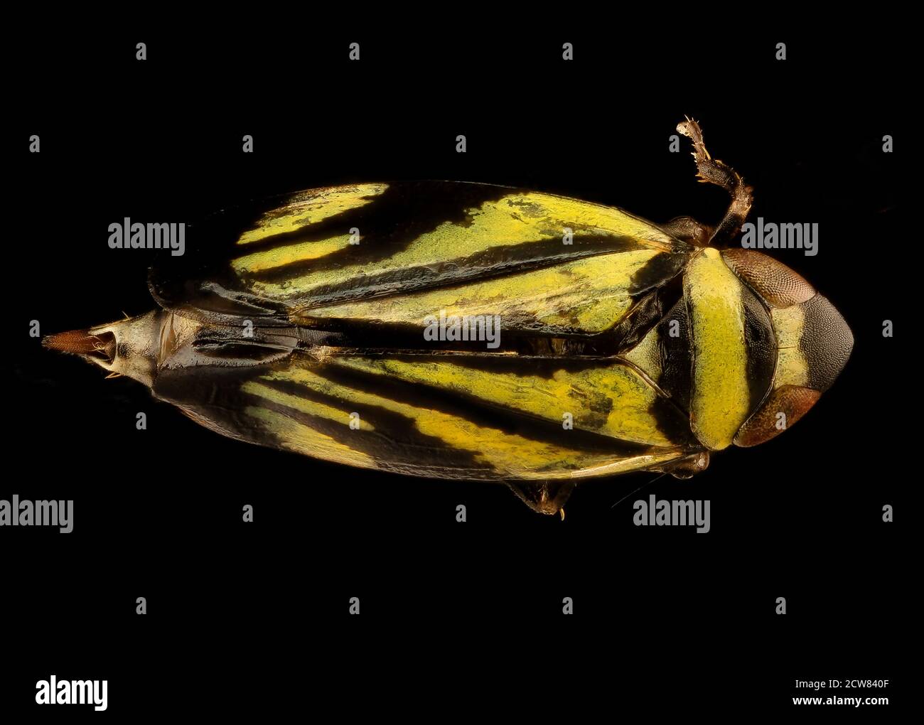 Leaf Hopper, u, BACK, Prince George's Co., MD 2018-08-15-19.07.31 ZS Pmax UDR Foto Stock