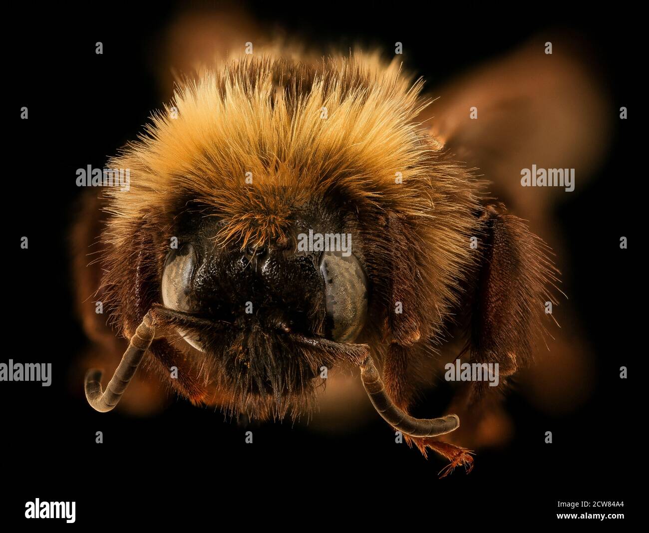 Bombus variabilis, m, Face, St. Mary's Co, MD 2019-03-23-13.46.31 ZS Pmax UDR Foto Stock