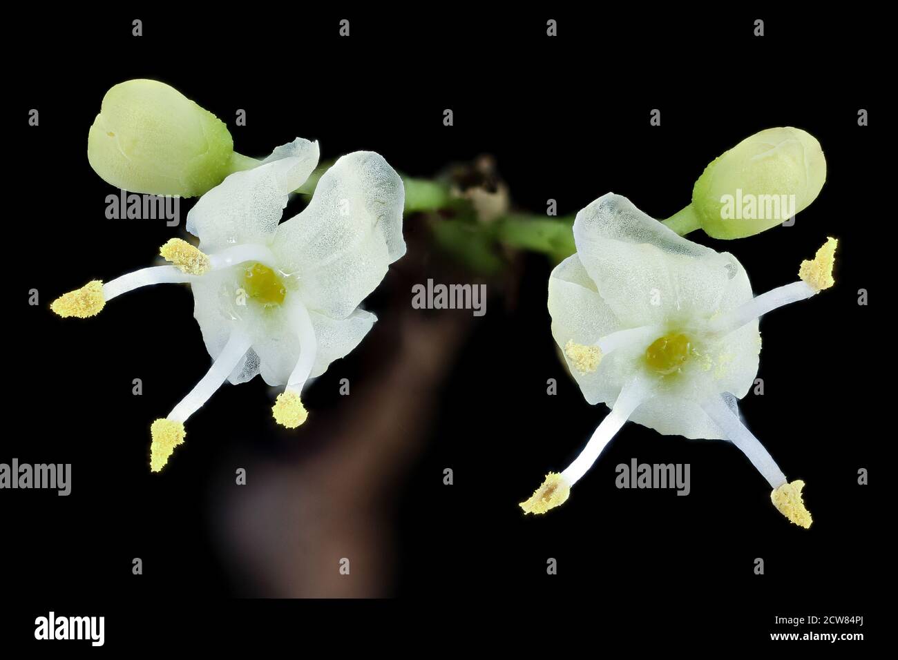 Ilex opaca 3, American Holly, Staminate flowers, Howard County, MD, Helen Lowe Metzman 2019-10-23-16.45.08 ZS Pmax UDR Foto Stock