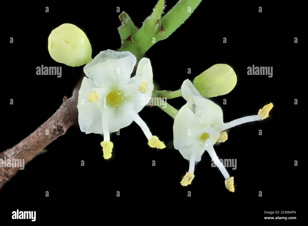 Ilex opaca 2, American Holly, Staminate flowers, Howard County, MD, Helen Lowe Metzman 2019-10-23-16.31.34 ZS Pmax UDR Foto Stock