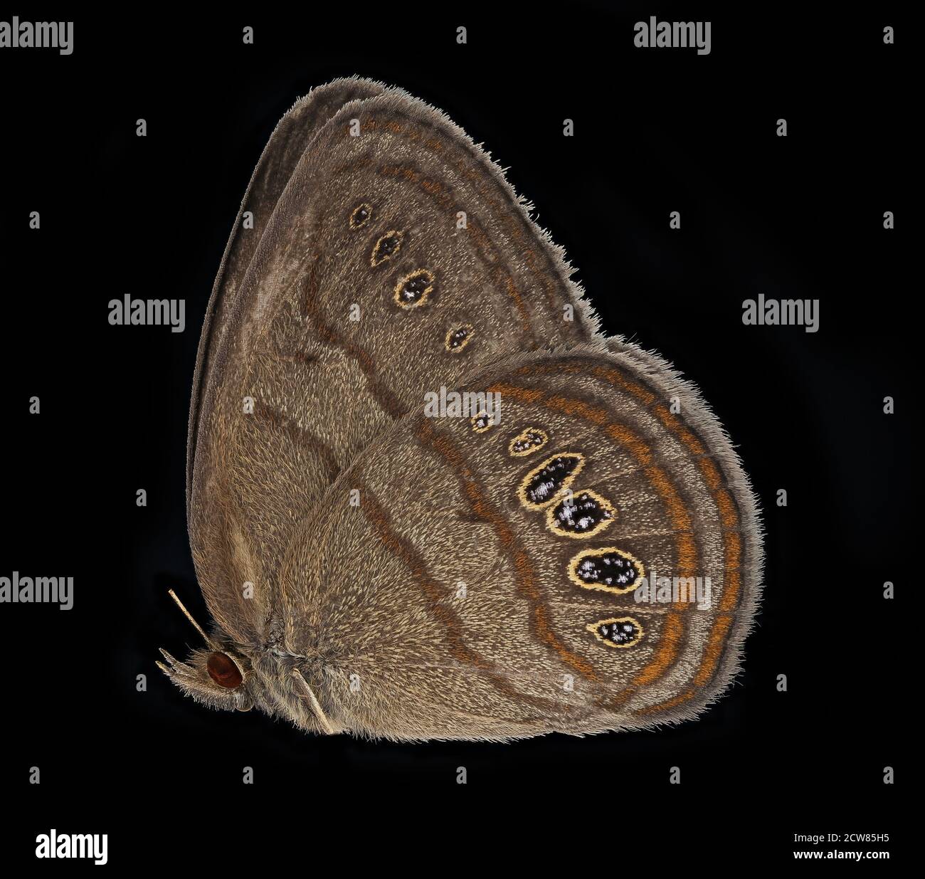 This close-up photo shows a Neonympha mitchelli francisci butterfly, a species being monitored by the U.S. Fish and Wildlife Service. The species is tracked for conservation efforts, especially in the wetlands of Fort Bragg, NC. Foto Stock