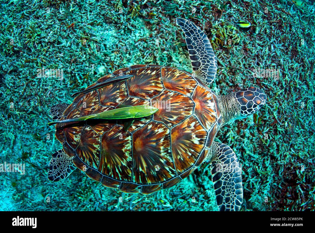 Tartaruga verde (Chelonia Midas) con remore, Sulawesi, Indonesia Foto Stock