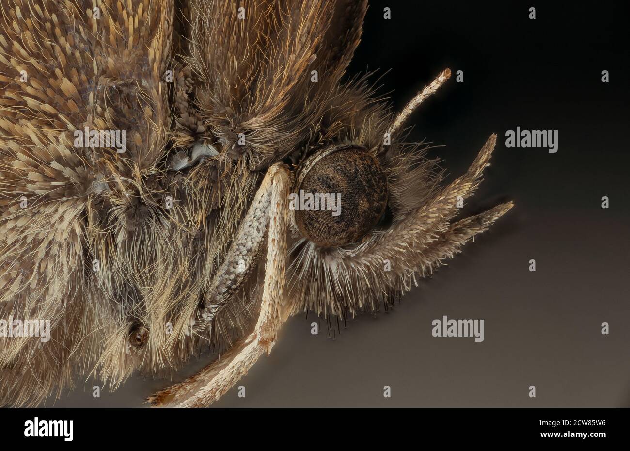 Neonympha Mitchelli francisci, faccia, allevata 2019-08-07-17.52.27 ZS Pmax UDR Foto Stock