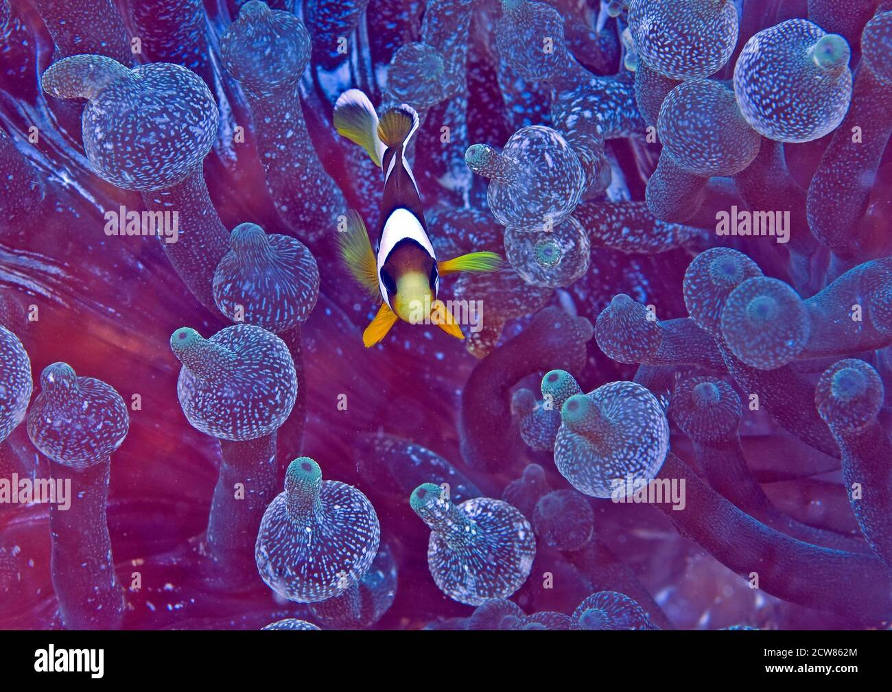 Pesce anemone di Clark (anfibio clarkii) Foto Stock