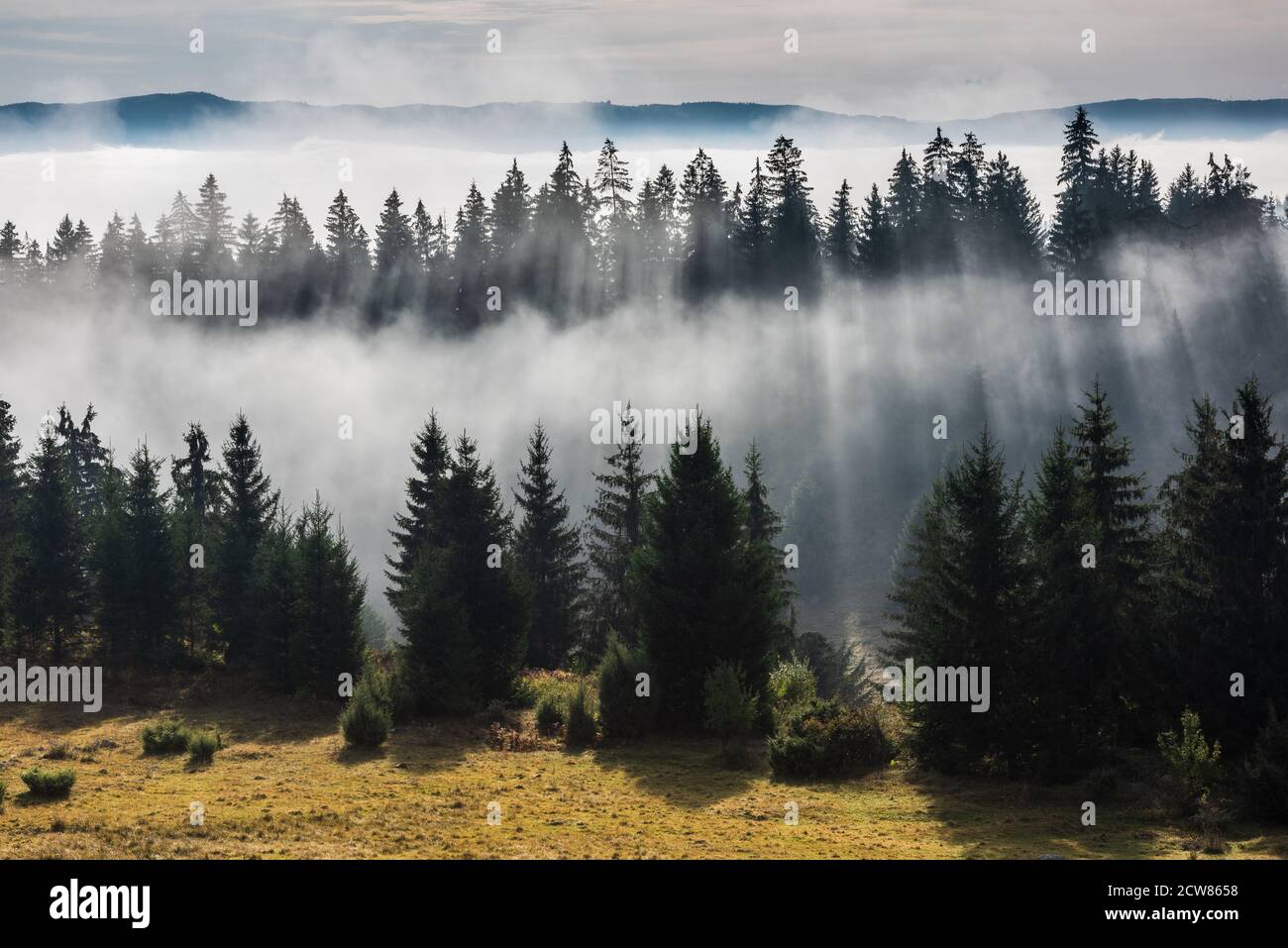 Foresta nella nebbia mattutina. Nebbia divisa dai raggi solari. Foto Stock