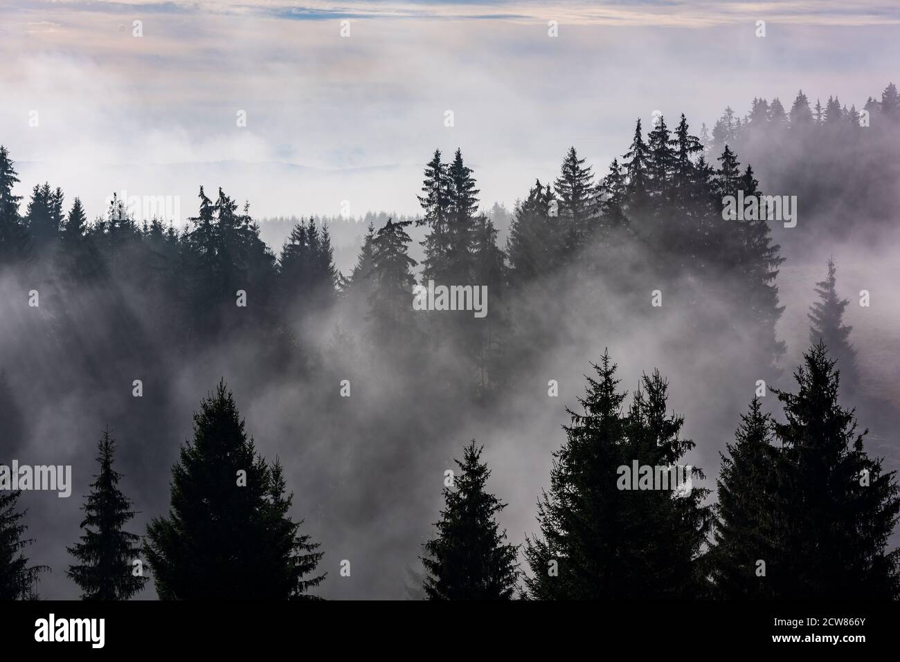 Foresta nella nebbia mattutina. Nebbia divisa dai raggi solari. Foto Stock
