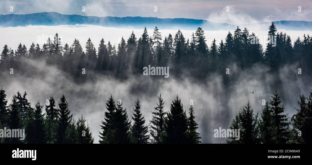 Foresta nella nebbia mattutina. Nebbia divisa dai raggi solari. Foto Stock