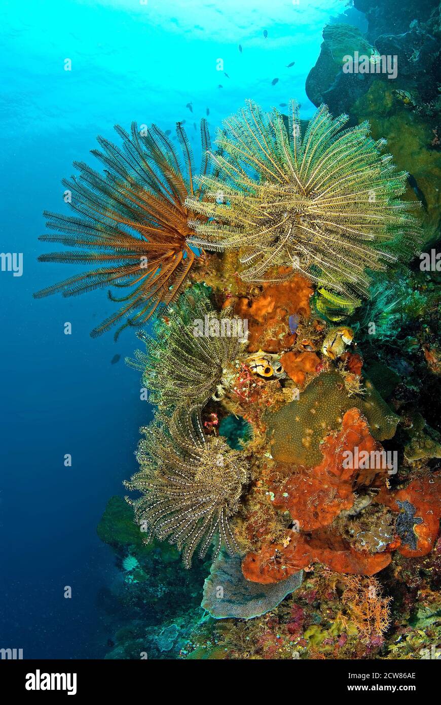 Crinoidi che alimentano corrente sul muro, Sulawesi, Indonesia, Foto Stock