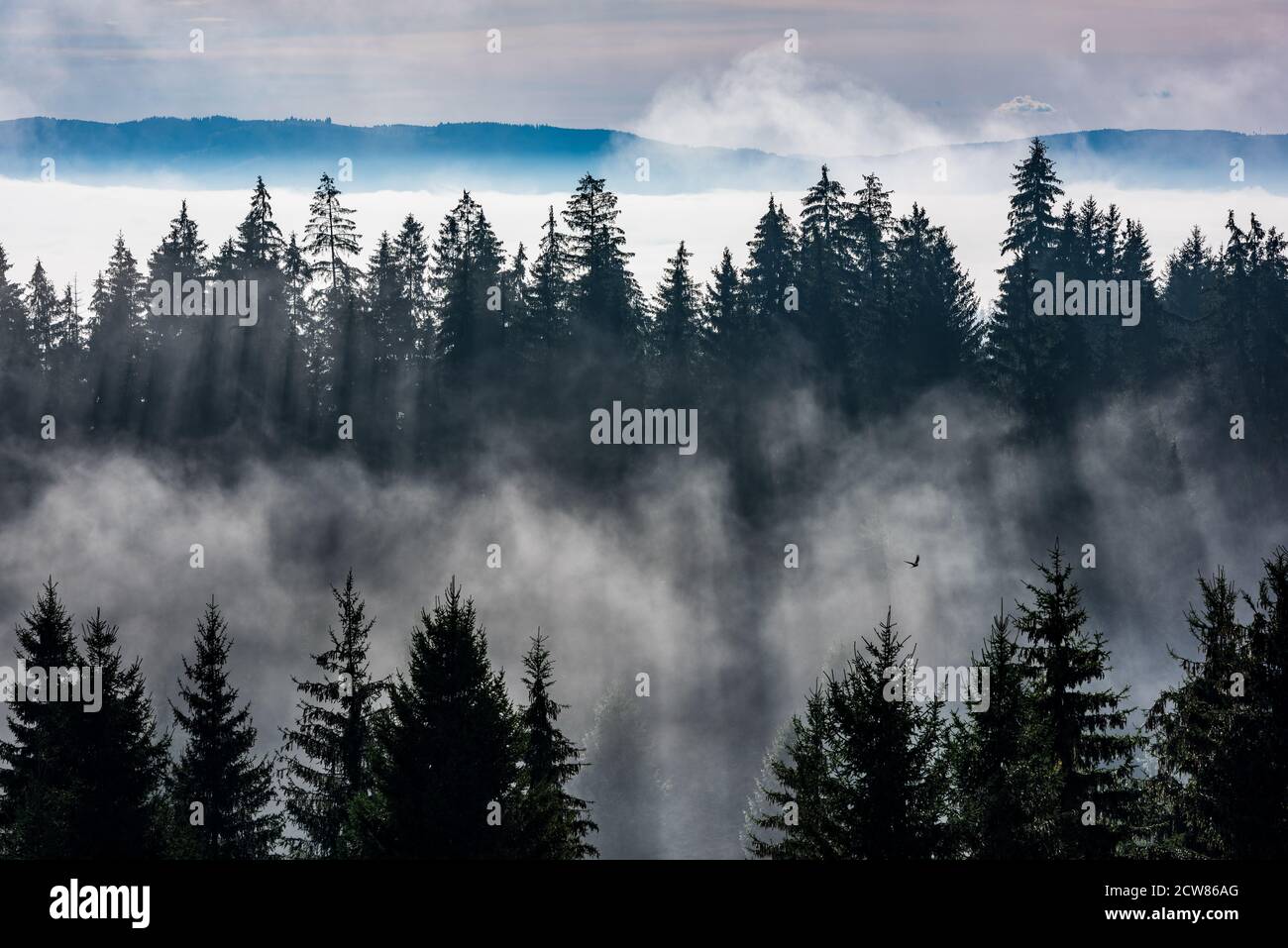 Foresta nella nebbia mattutina. Nebbia divisa dai raggi solari. Foto Stock