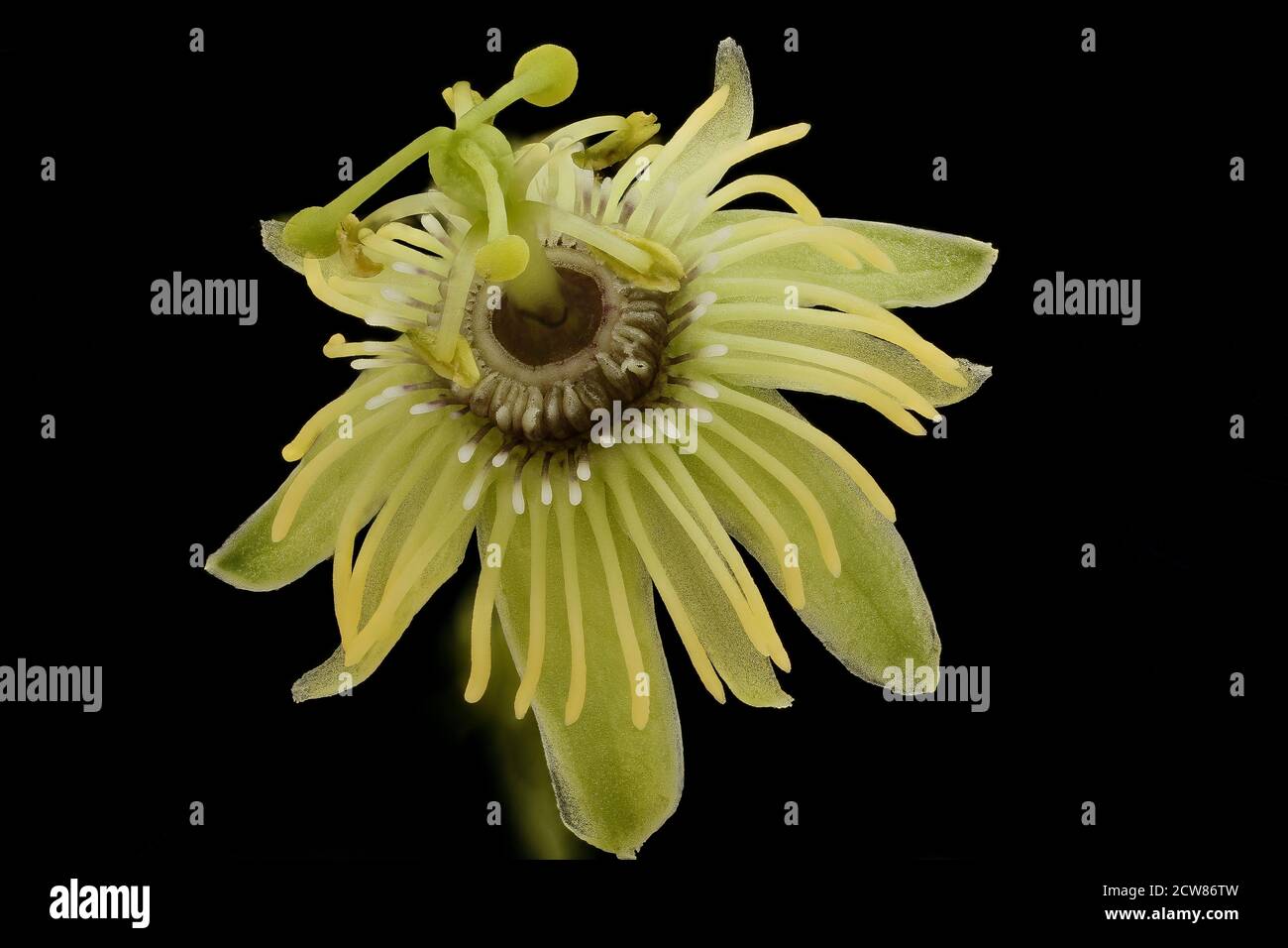 Passiflora lutea, Helen Lowe Metzman 2019-10-23-20.22.20 ZS Pmax UDR Foto Stock