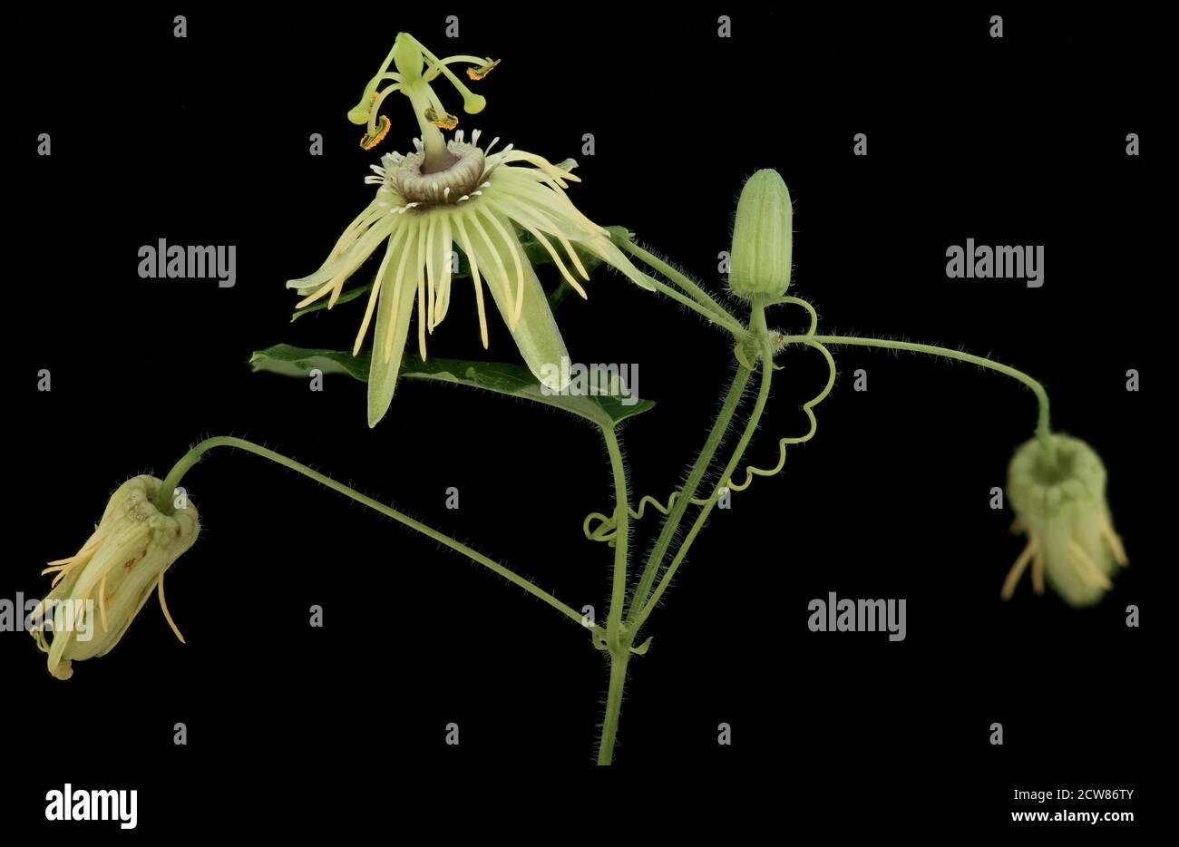 Passiflora lutea 4, Helen Lowe Metzman 2019-10-23-20.05.19 ZS Pmax UDR Foto Stock