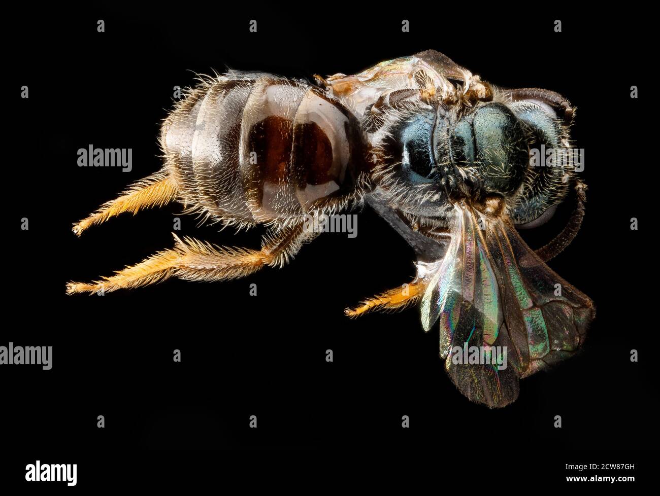 Questa immagine ravvicinata cattura un'ape Lasioglossum flaveriae, una specie autoctona della contea di Miami-Dade, Florida. L'ape è un importante impollinatore, che contribuisce agli ecosistemi locali e alla biodiversità, come documentato dallo U.S. Geological Survey e dal Patuxent Wildlife Research Center. Foto Stock