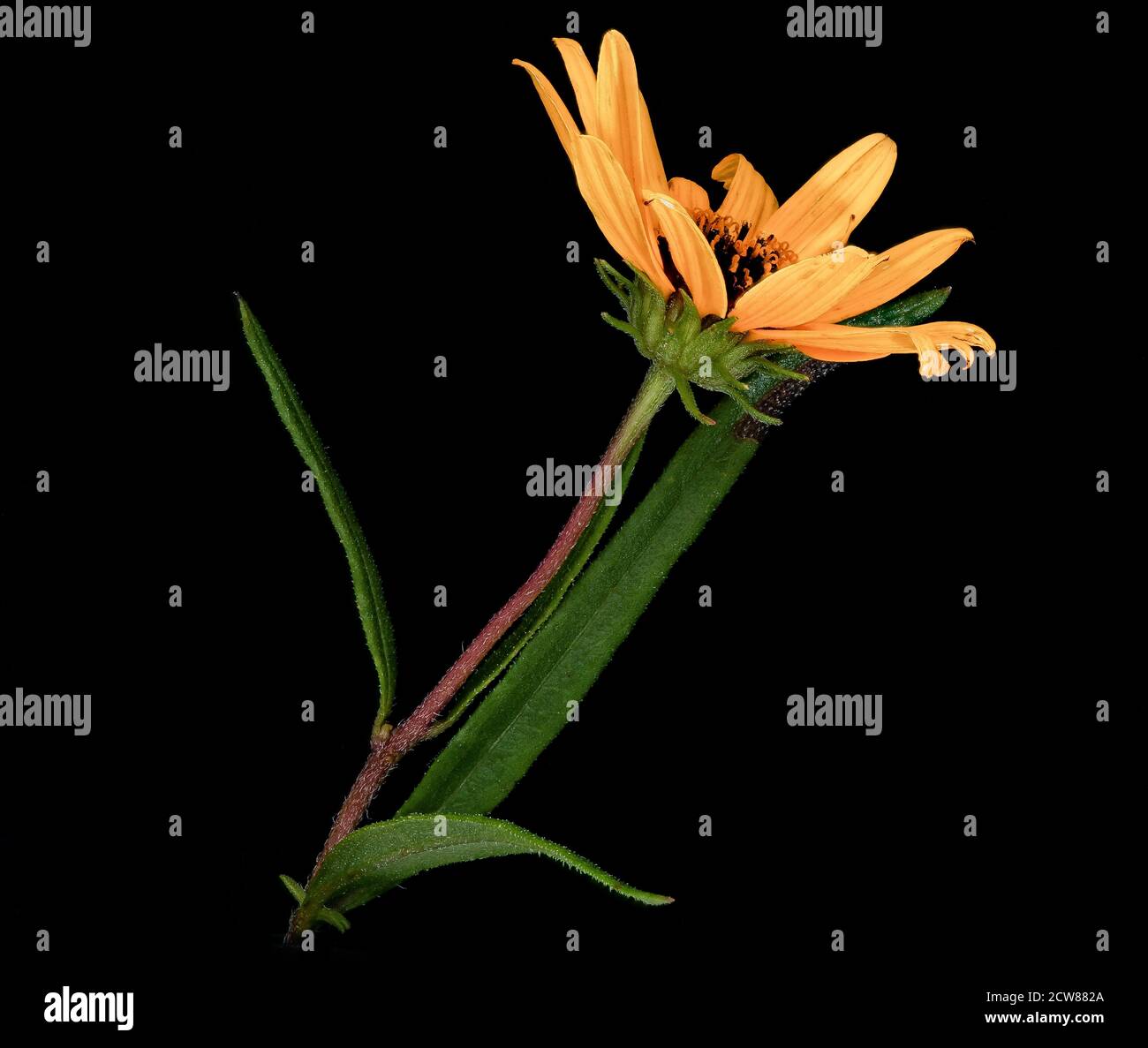 Helianthus angustifolius L. 3, Swamp Sunflower, Howard County, MD, Helen Lowe Metzman 2019-10-23-15.47.30 ZS Pmax UDR-recuperato Foto Stock