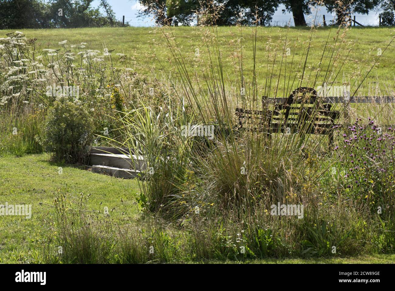 Aree di giardino hanno permesso di crescere indisturbati per incoraggiare la fauna selvatica e fiori selvatici in alta estate. Rifugi per invertebrati; predatori per biologici Foto Stock