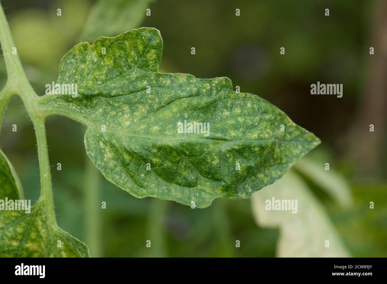 Acaro ragno a due punti o ghiasshouse (Tetranychus orticae) che bronza e pascoli danni alla superficie superiore delle foglie di pomodoro, Berkshire, agosto Foto Stock