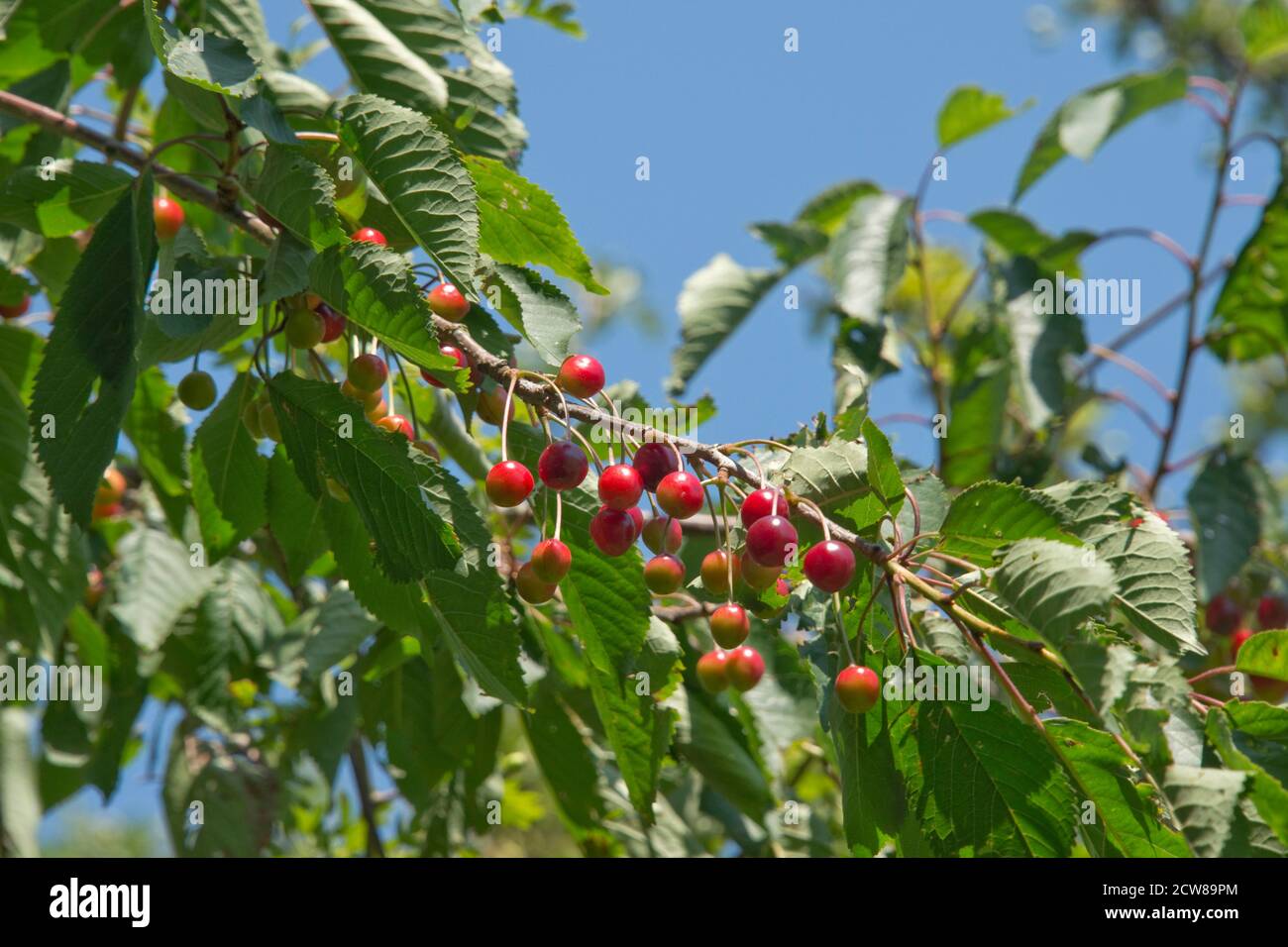 Ciliegie selvatiche o di uccello (Prunus avium) su un grande albero che matura a frutti rossi brillanti, cibo preferito per gli uccelli che distrub i semi di pietra rotondi, Ber Foto Stock