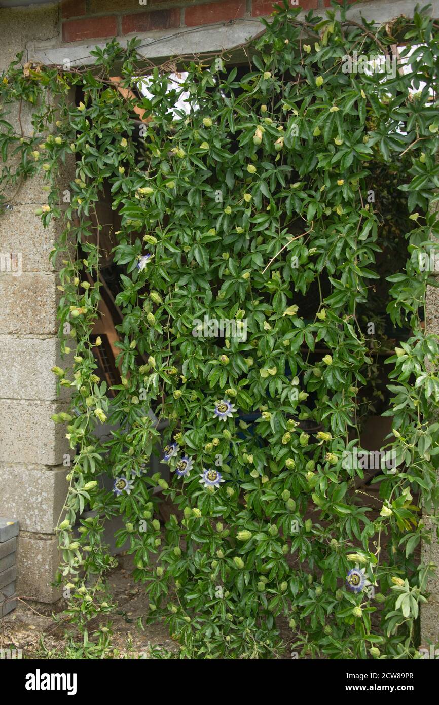 Fiore di passione (Passiflora Caerulea) fioritura e fruttificazione in un riccio di viti che si coltivano sopra il dor di un edificio in cemento, berkshire, agosto. Foto Stock