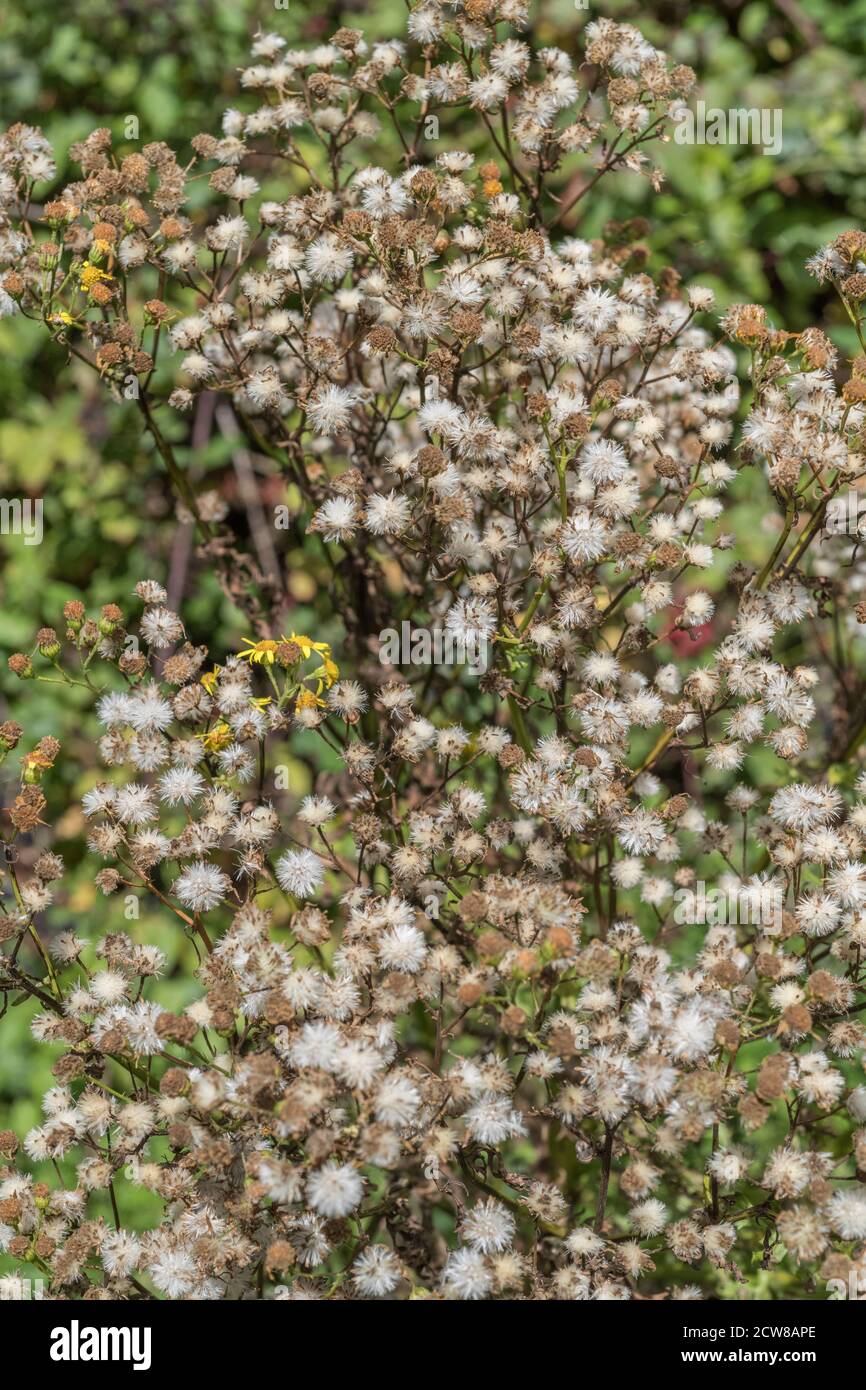 Masse di teste di semi / semi di Ragwort comune / Jacobaea vulgaris syn Senecio jacobaea. Classificato come fastidioso e pregiudizievole erbaccia agricola nel Regno Unito. Foto Stock