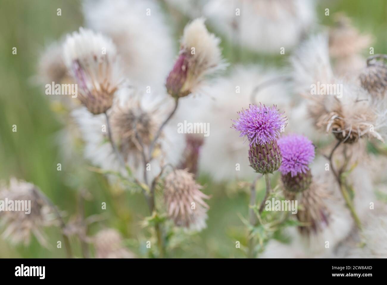 Primo piano di fiori & piuma thistledown di campo Thistle / Creeping Thistle - Arvense Cirsium. È un'erbaccia agricola nociva e fastidiosa. Foto Stock
