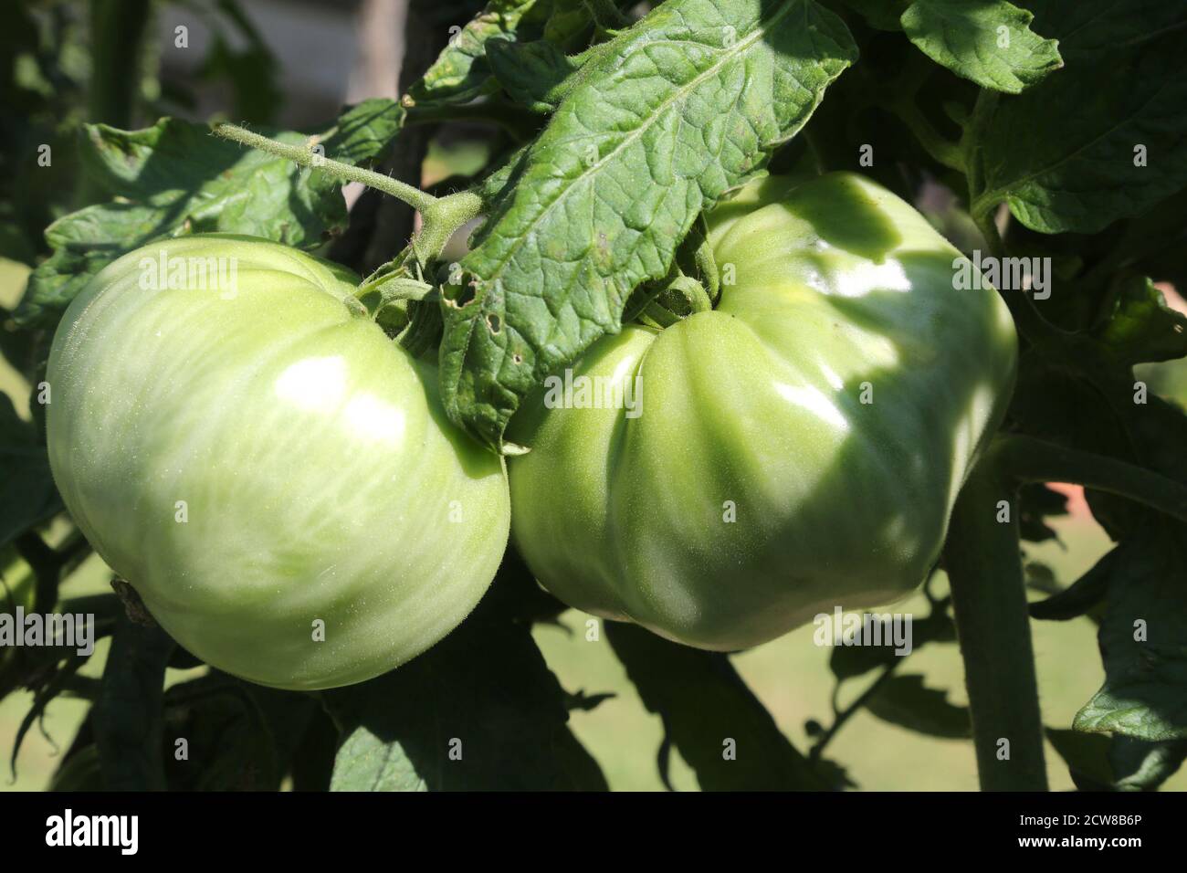 pomodori che crescono nel homegrown ecologico Foto Stock