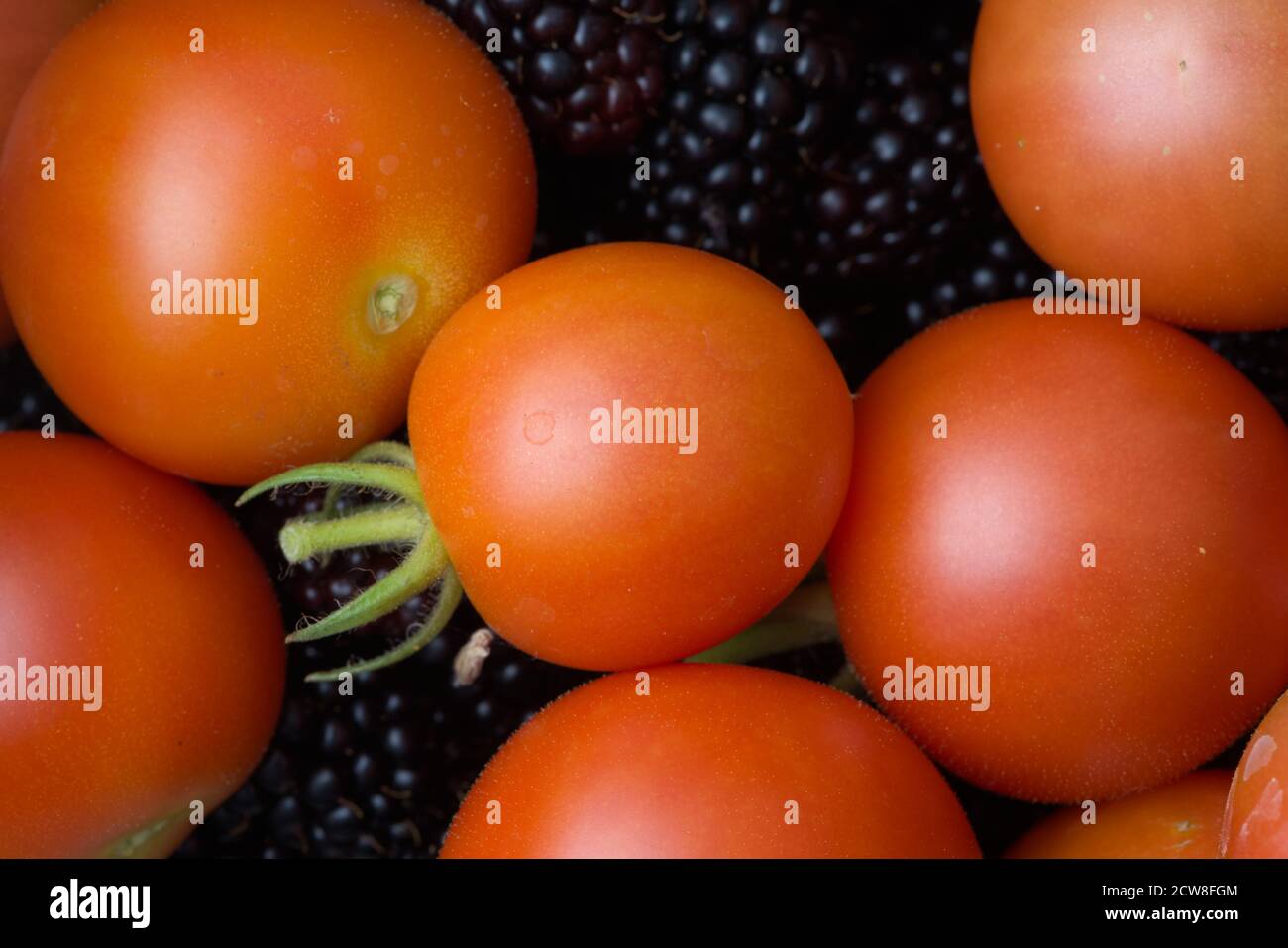 6 - la luce soffusa mette in evidenza la forma rotonda di questi frutti appena raccolti in casa. Pomodori e more. Colori vivaci, sfondo del cibo. Foto Stock