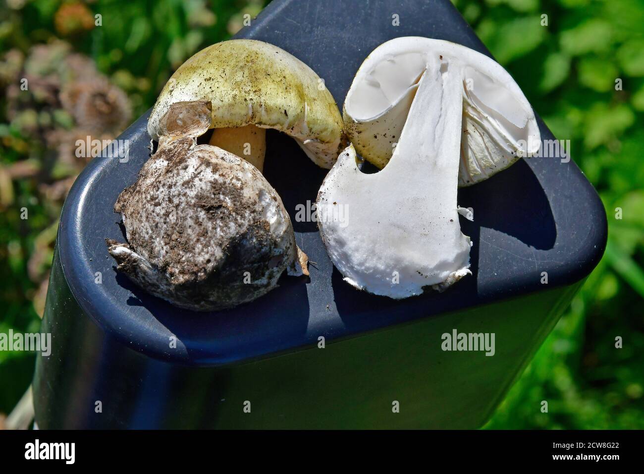 Fungo di Capsicum aka fungo del cappuccio di morte, un toadstool mortale Foto Stock