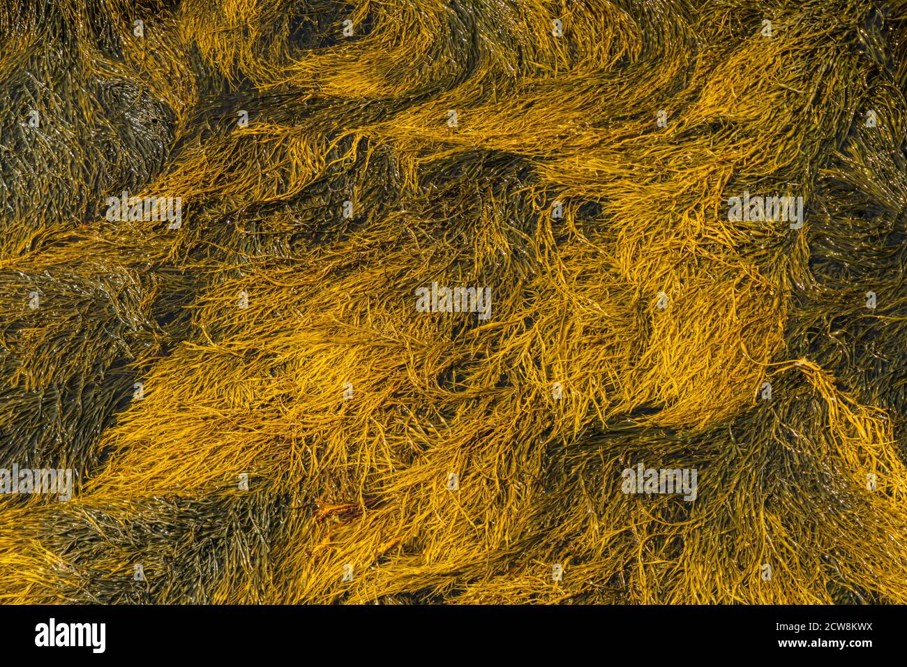 Rockweed: Alghe importanti nell'habitat intertidale lungo le coste rocciose del Maine Foto Stock