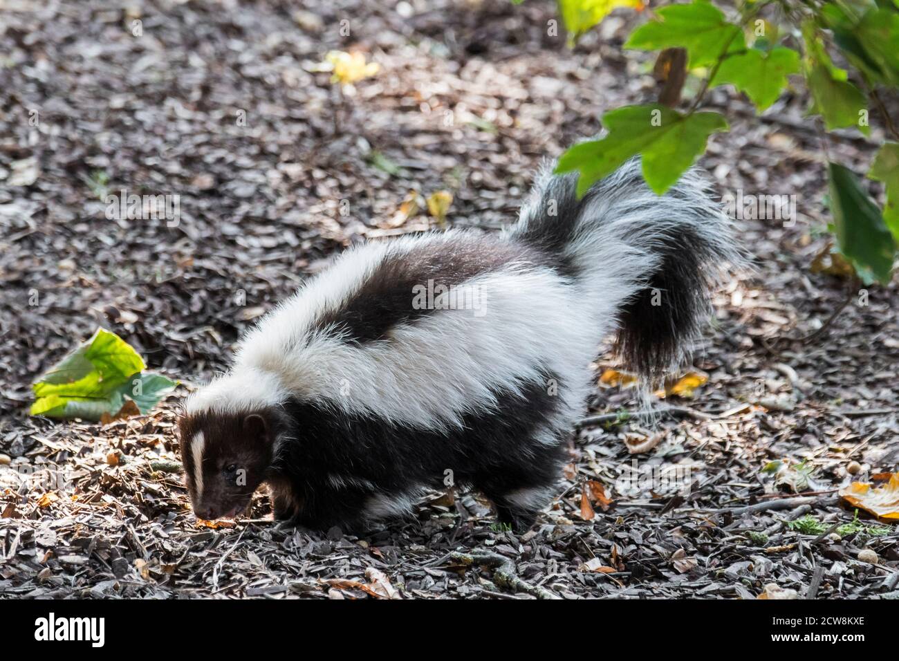 Spazzatura a strisce (Mephitis mefitis) foraging, nativo del Canada meridionale, degli Stati Uniti e del Messico settentrionale Foto Stock