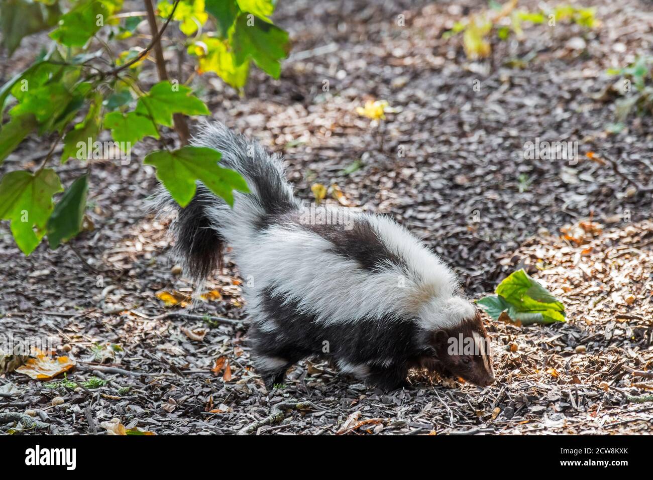 Spazzatura a strisce (Mephitis mefitis) foraging, nativo del Canada meridionale, degli Stati Uniti e del Messico settentrionale Foto Stock Spazzatura a strisce (Mephitis mefitis) foraging, nativo del Canada meridionale, degli Stati Uniti e del Messico settentrionale Foto Stock