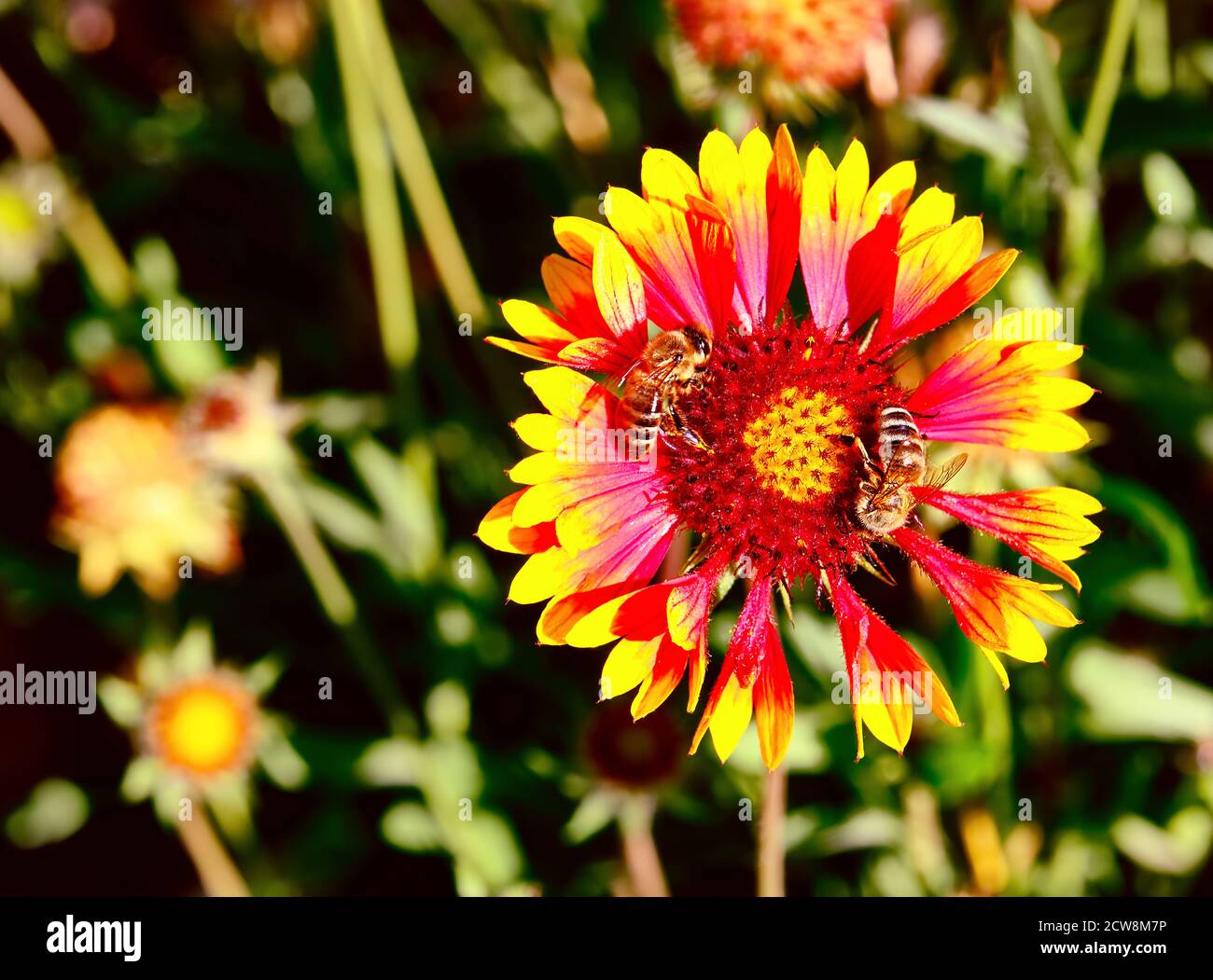 Le api di miele raccolgono il nettare su un fiore espressivo brillante di Gaillardia in una giornata di sole Foto Stock
