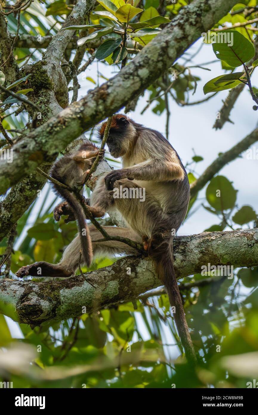 Scimmia colobus rossa selvatica ugandese con un neonato seduto sul ramo, Kibale National Forest, Uganda. Foto Stock