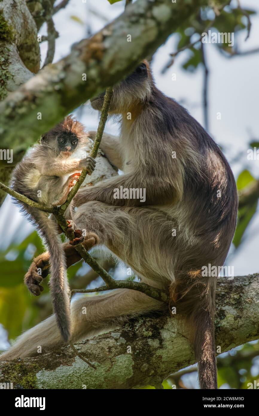 Scimmia colobus rossa selvatica ugandese con un neonato seduto su un ramo, Kibale National Forest, Uganda. Foto Stock