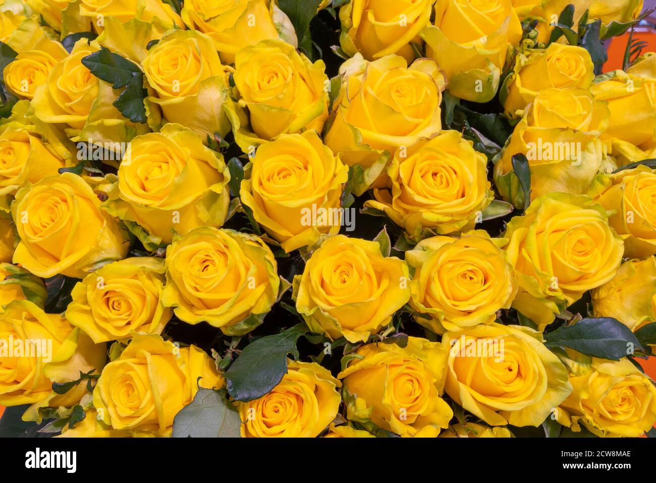 Belle rose gialle immagini e fotografie stock ad alta risoluzione - Alamy