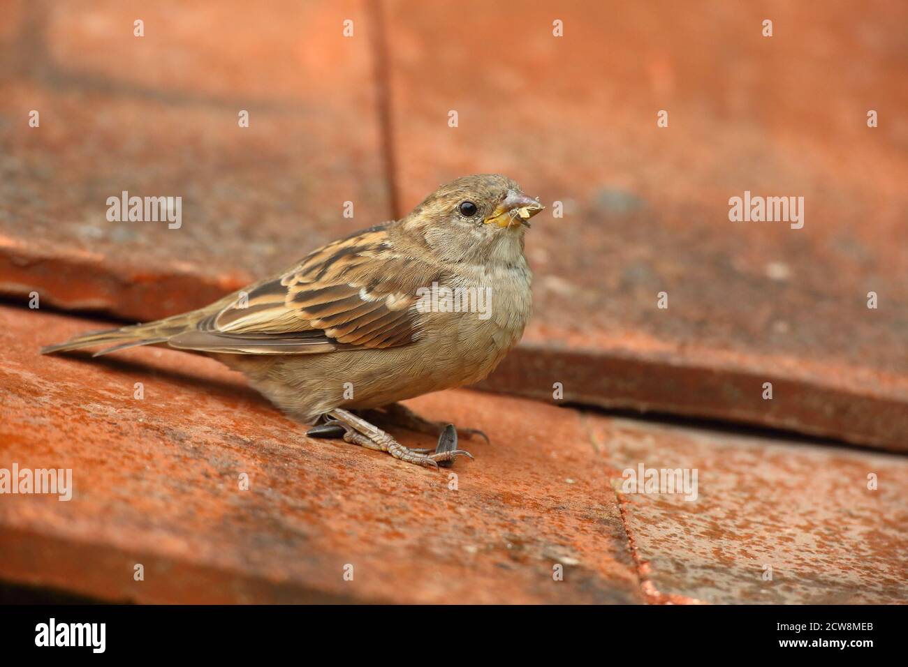 Female House Sparrow (Passer domesticus) su tegole di tetto in argilla. Preso agosto 2020. Foto Stock