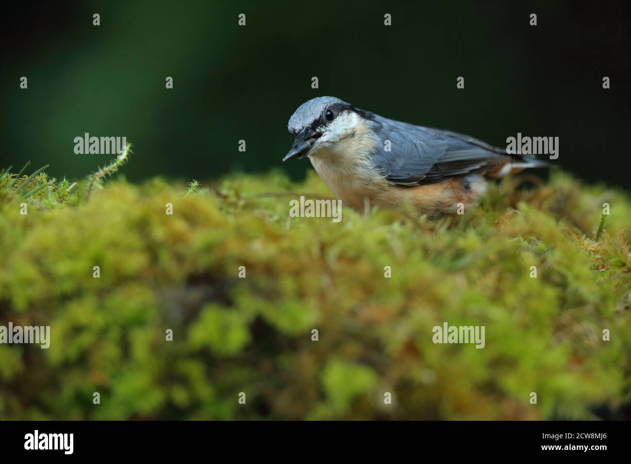 Ritratto di Eurasian Nuthatch ( sitta Europaea ) in bosco gallese con piumaggio per adulti, estate 2020. Foto Stock