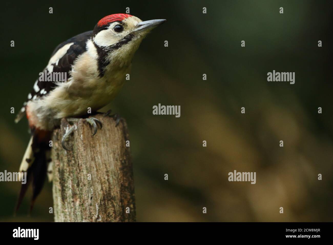 Ritratto del giovane Picchio Grande a puntini ( Dendrocopos Major ) che mostra segni rossi distintivi nel bosco gallese, estate 2020. Foto Stock