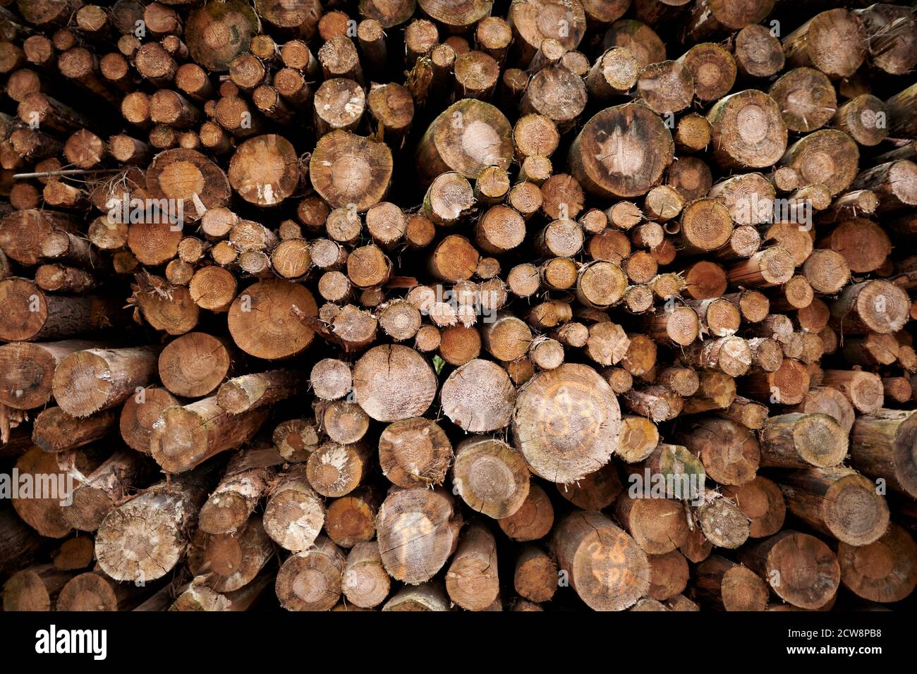 Holzstapel Foto Stock