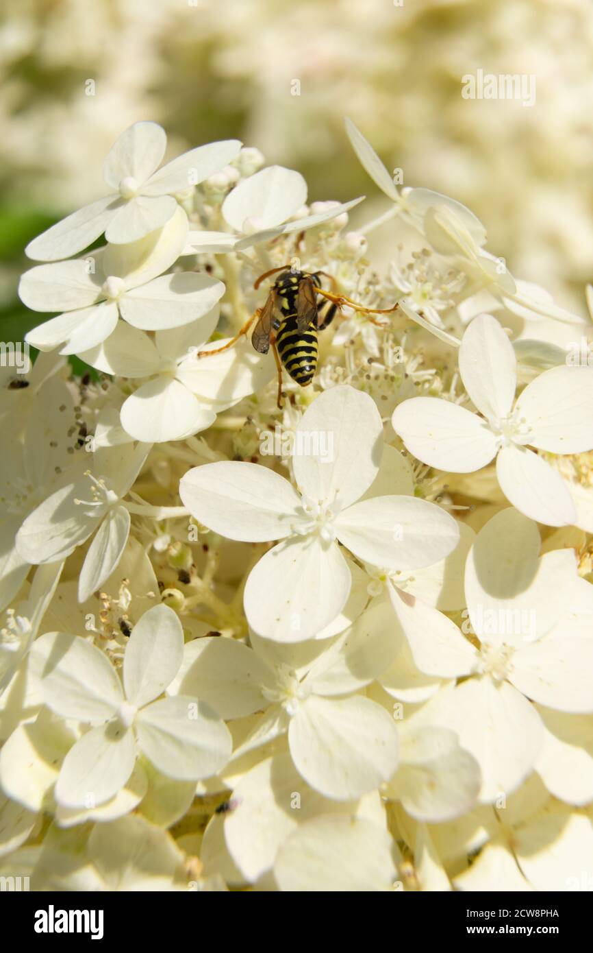 Una vespe seduta su fiori - tranquilla e bella Foto Stock