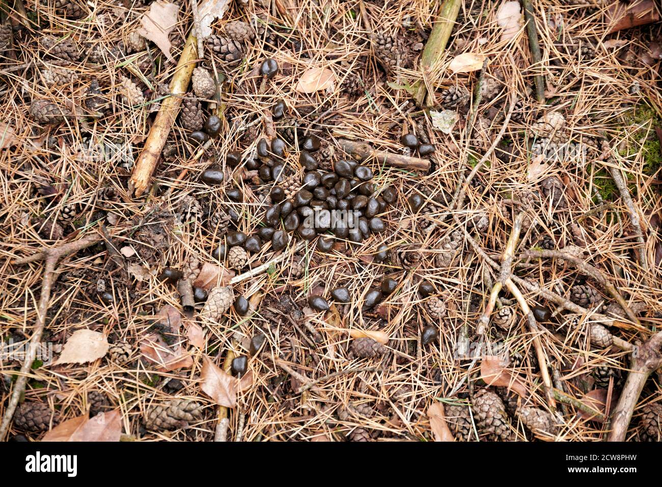 Kot vom Rotwild auf dem Waldboden. Foto Stock