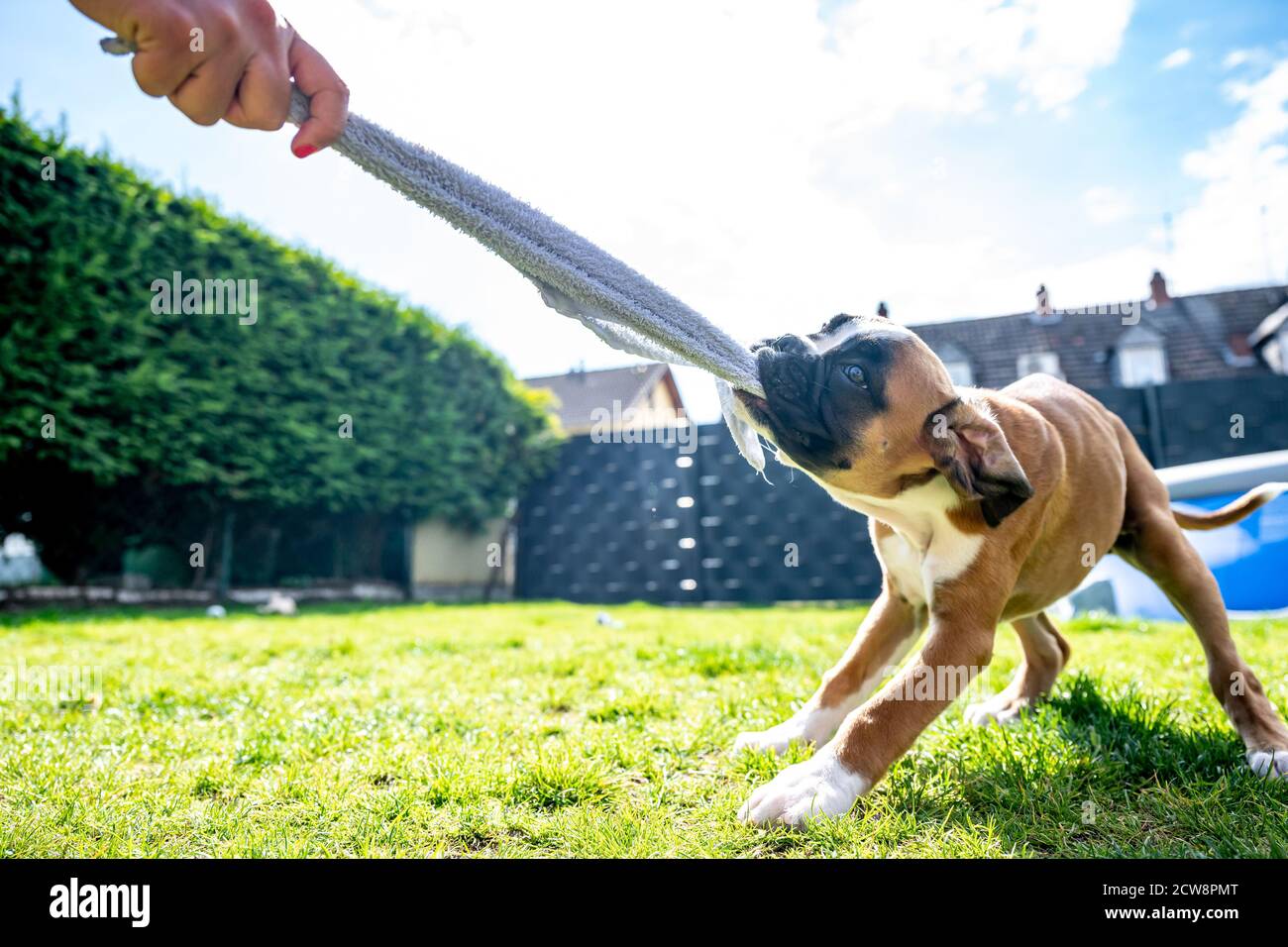 Giocoso giovane purebred dorato cane da boxe tedesco cucito su un asciugamano in giardino. Foto Stock